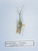 CollectionObject 1563736; f6ec1af6-ff26-4ace-95bf-f89a1272e704: copyright MNHN, Paris. male (syntype). (CollectionObject).