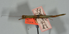 CollectionObject 1559846; abb1d81c-bde9-4d41-9cf0-f80d4edba0ee: copyright USNM, Washington. (CollectionObject).;CollectionObject 1559847; e611e944-2d48-40fc-b5bd-7cd65ae6fc57: copyright USNM, Washington. (CollectionObject).