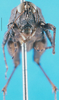 CollectionObject 1477033; e8d5507a-1b25-443c-82e2-a3ed8858beca: male, frontal view (syntype of Coptotettix annulipes). (CollectionObject).