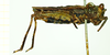 CollectionObject 1586203; 3d07d60f-4675-4cb4-8a0c-d2f63d3a0ccf: female, lateral view. (CollectionObject).