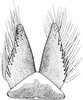 Subgenital plate, ventral view on Ederranus discolor (Sahlberg, 1871): Subgenital plate. (Observation).