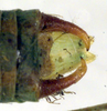 CollectionObject 1502531; 47b9a9b1-41ab-4784-bf2c-8e97b0b9c8fa: male cerci (syntype of Isophya caucasica). (CollectionObject).