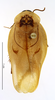 CollectionObject 1587328; MNHN(SF IMPORT DUPLICATE) MNHN-EP-EP1346, 16801939-87b1-444b-8b17-a169c21a3cf3: CC BY-NC-ND 4.0/MNHN - Depraetere Marion - 2014. Paratype, male, of lineata Grandcolas, 1994. Specimen number: MNHN-EP-EP1346. http://coldb.mnhn.fr/catalognumber/mnhn/ep/ep1346. (CollectionObject).