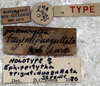 CollectionObject 1539780; 86b49412-2fe6-4e6e-a0b7-7a183eb2de32, MNHN-EO-ENSIF898: labels (holotype). (CollectionObject).