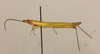 CollectionObject 1520321; ba881f75-1497-4cdf-a201-dc39f2af0f90: male, lateral view (holotype). (CollectionObject).