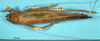 CollectionObject 1507180; daba0a2c-78ff-4025-be0f-26c30939169f: female, dorsal view (paratype). (CollectionObject).