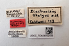 Other on Diastrocixius thelyus Caldwell, 1945: (Observation).
