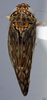 Habitus, lateral view: (Observation).