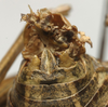CollectionObject 1534969; a015015c-4df0-4adb-b9ed-50020f00244b: male cerci (lectotype). (CollectionObject).