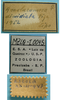 female labels (syntype of Anaulacomera dimidiata). Depicts CollectionObject 1542916; DEES MZLQ-I0045', ed02e839-9c01-408c-89f4-6f873af34448, a CollectionObject.