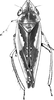 Habitus, dorsal view: !! display not done !! on Platymetopius (Platymetopius) undatus (De Geer, 1773): Habitus (female). (Observation).