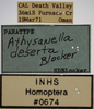 Other on Athysanella (Athysanella) deserta Blocker, 1988: Labels - Male. Labels for the male specimen. (Observation).
