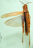CollectionObject 1502500; 5ee6d0cf-e02d-4cfb-b66a-210422822ec2: female, dorsal view (paratype of Catantops pamae). (CollectionObject).