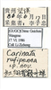 Other on Carinata rufipenna Li & Wang, 1992: (Observation).