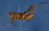 CollectionObject 1518938; e9b7c08f-49eb-4174-a87a-0c65fa234722: male, lateral view (holotype). (CollectionObject).