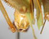 CollectionObject 1576642; NMW 22052, 54e50fc9-4298-425f-950e-d65cfb3c081e: male, abdomen tip, dorsal view. (CollectionObject).