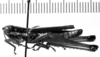 CollectionObject 1535883; a750ba41-b51c-4186-b738-f9ffbcec20a6: Image Carbonell, C.S. male, lateral view (holotype of Mastusia spectabilis). (CollectionObject).