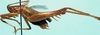 CollectionObject 1533101; 4cb20137-8573-4f3d-a3e4-964783d5e59c: male, lateral view (holotype). (CollectionObject).