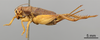 CollectionObject 1961672; c0d13f49-6eb2-40f9-9848-e03e0d360a6c, ANSP 14_GRYLL_ANSP: Female, lateral view (allotype). (CollectionObject).