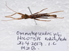 Ommatopseudes jalii Seow-Choen, 2018: (Otu).