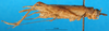 CollectionObject 1575846; b93abbe0-f4b8-417e-bd86-cc53e66534c2: male, lateral view (paratype). (CollectionObject).