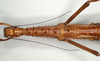 CollectionObject 1563756; 83cbfd78-fadb-461b-9fc7-5597cde468ca: copyright MIZ. female: head and thorax, dorsal view (paratype). (CollectionObject).
