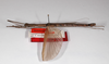 CollectionObject 1560337; 5e556c40-66c2-48c0-8b6d-46da1f655516: copyright MNHU, Berlin. male, dorsal view (holotype). (CollectionObject).