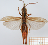 CollectionObject 1530783; 03ac508f-0d37-40ab-9247-c76de7752d99: male, dorsal view (syntype). (CollectionObject).