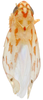 Habitus, dorsal view: Habitus (holotype of E. sethi Hepner, INHS collection). (Observation).