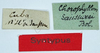 CollectionObject 1506050; 5da70917-9c22-4891-8736-d35cb3394e2a: labels (syntype). (CollectionObject).