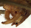 CollectionObject 1517310; 296377fc-7ed9-4e7a-9ad3-008e2184ba45: male cerci (holotype). (CollectionObject).