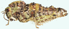 Porthetis carinata (Linnaeus, 1758): female, lateral view. (Otu).