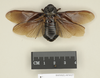 CollectionObject 1573025; 3a2fcd75-3277-4e88-a458-d6301a3b78cb: Copyright Natural History Museum, London. Non-type (adult male) in BM(NH). Dorsal view. (CollectionObject).