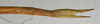 CollectionObject 1559075; NMW 601', b6118e5b-b7b0-4ff7-bbf4-f68c9df53d09: copyright NMW, Vienna. female: end of abdomen, lateral view (syntype). (CollectionObject).