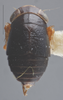 Habitus, dorsal view: !! display not done !! on Driotura gammaroides (Van Duzee, 1894): Dorsal. (Observation).