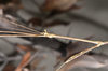 CollectionObject 1597526; 97a4e706-f278-43b8-8393-bbef818ca3df, QIMR T250927: copyright Paul D. Brock. male: head & thorax, lateral view (holotype). (CollectionObject).