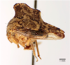 Habitus, lateral view: !! display not done !! on Heliria gibberata Ball, 1925: (Observation).
