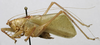 CollectionObject 1535204; b8d9cf98-030a-4367-94fd-2f8cddf12a30: male, lateral view (lectotype). (CollectionObject).