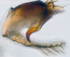 Pygofer, lateral view: (Observation).