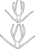 Aedeagus, ventral view on Edwardsiana ishidai (Matsumura, 1932): Aedeagus, ventral view (Maritime Territory). (Observation).