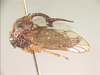 Dograna Distant, 1908: _Dograna suffulta_. (Otu).