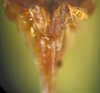 Kuwayamaea sapporensis Matsumura & Shiraki, 1908: female abdominal apex, ventral view. (Otu).