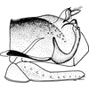 Pygofer, lateral view: !! display not done !! on Pendarus (Pendarus) uhleri (Van Duzee, 1892): Pygofer, lateral view. (Observation).