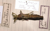 CollectionObject 1558990; 884f602a-c11c-4d50-81ea-e099e51a5db0: copyright MHNG Geneva. female [non-type?]. (CollectionObject).