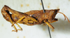 CollectionObject 1498704; 3bf993fa-f4d9-4590-a71f-ebb83badc3be: male, lateral view. (CollectionObject).