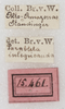 CollectionObject 1552392; d729cd2e-a76b-424f-b0e2-dc0be69c6ef6: labels. (CollectionObject).