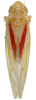 Habitus, dorsal view: !! display not done !! on Erythridula victorialis (Knull, 1946): Habitus (holotype, OSU collection). (Observation).