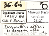 Other on Dorysarthrus alfierii Bergevin, 1924: (Observation).