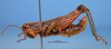 CollectionObject 1514378; 81298960-52e1-4154-8966-2b863b571e2e, MLP3382: male, lateral view. (CollectionObject).
