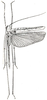 Stenamblyphyllum dilutum Karsch, 1896: Fig. 39. female, dorsal view (tegmina 36.5 mm). (Otu).